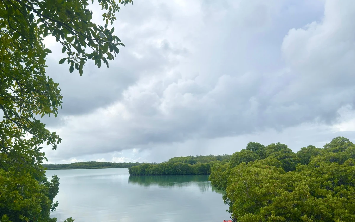 Un canale di mangrovie immobile visto dall'acqua, fitti cespugli verdi su entrambe le rive sotto un cielo grigio pesante